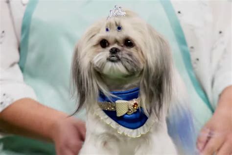 Haute Dog (2020) Trailer .